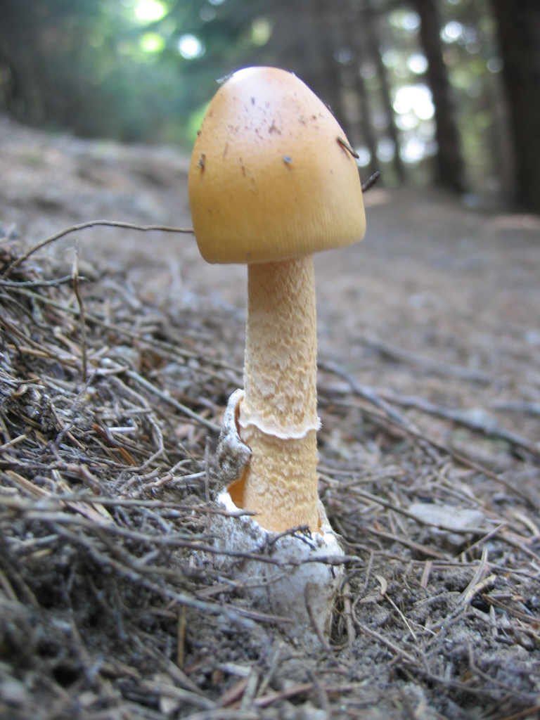 Amanita crocea, la Regina del Bosco